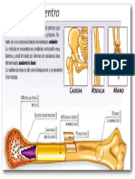 Partes Del Hueso