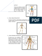 El Sistema Óseo PDF