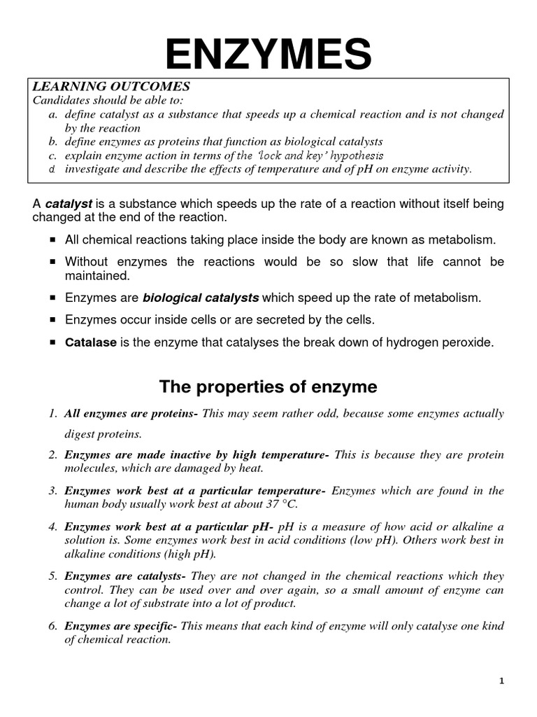 Enzymes PDF Active Site Enzyme