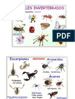 Animales Invertebrados y Vertebrados