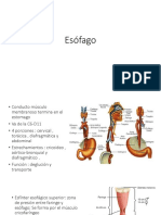 Esófago: anatomía, funciones e irrigación del conducto muscular