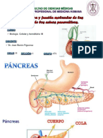 Sistema Digestivo Clase 3 Dr. Barón