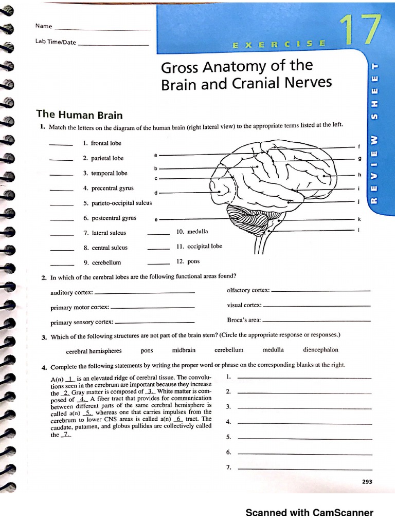 Exercise 17: Brain Anatomy Review Sheet | PDF