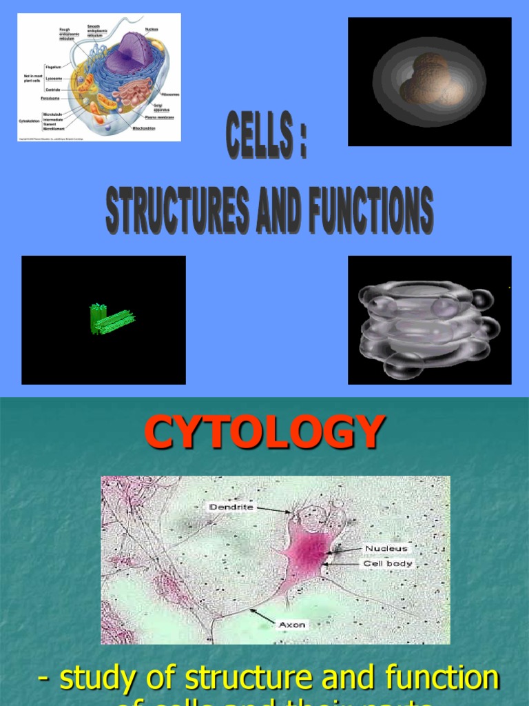 Cell Structures and Functions Explained | PDF | Cell Nucleus ...