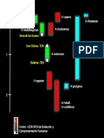 Diagrama Género Homo (UCM-ISCIII).pdf