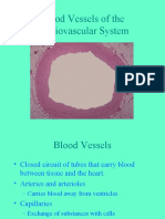 Blood Vessels of The Cardiovascular System