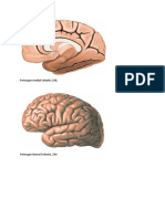 Gambar Laporan Anatomi Blok Neuro