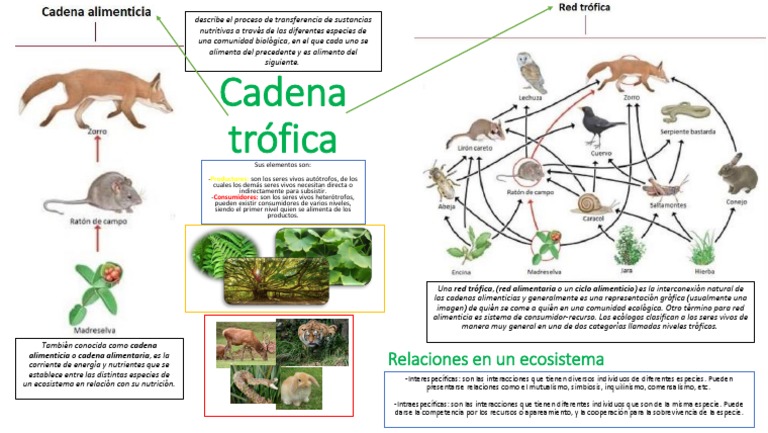 Cadena Trófica y Redes Alimentarias | PDF | Red alimentaria | Ciencias ...