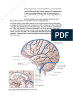 Sistema venoso cerebral superficial y profundo