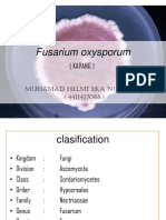 Muhamad Helmi Eka Nugraha - Biologi 2 - Kapang - Fusarium Oxysporum