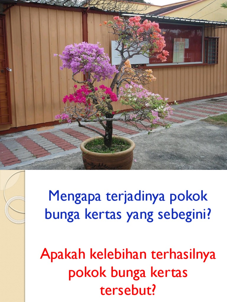 Paling Mudah Tanam Pokok Bunga Kertas Bourgenvila Guna Teknik Keratan Batang Youtube