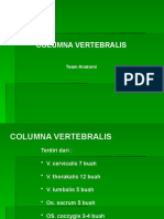 Columna Vertebralis (Musculosceletal)