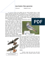 American Kestrel, Falco Sparverius: Status: Identification