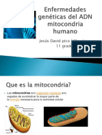 Enfermedades Genéticas Del ADN Mitocondria Humano 