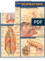 Sistema Respiratório