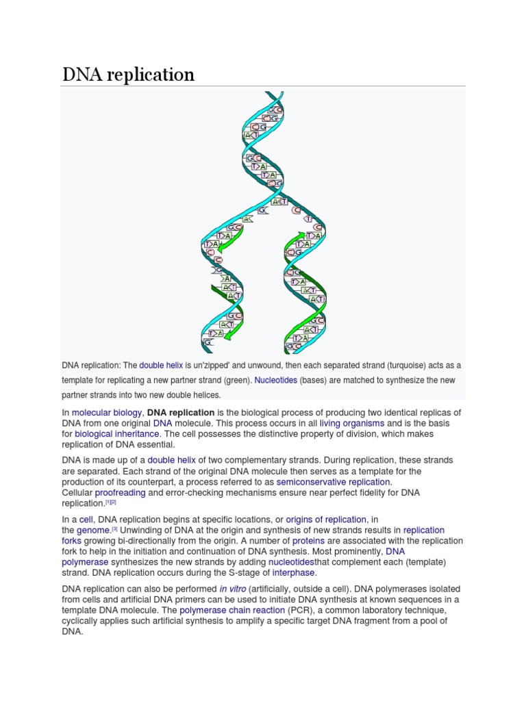 DNA Replication PDF Dna Replication Primer (Molecular Biology)