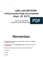 Gross HSB Lab Midterm Anteromedial Thigh (Incomplete) (Sept. 25, 2017)