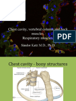 Chest Cavity, Vertebral Column and Back Muscles. Respiratory Muscles