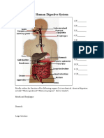 Digestive System Worksheet