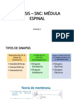 CLASE 2 SINAPSIS MEDULA.pdf