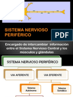 Sistema Nervioso Periférico PDF