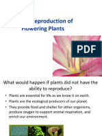 Double Fertilization in Plants