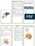 Triptico Sistema Limbico