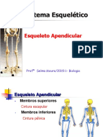 Sistema Esquelético - Axial