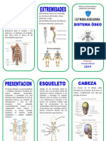 Triptico Del Sistema Oseo Primaria