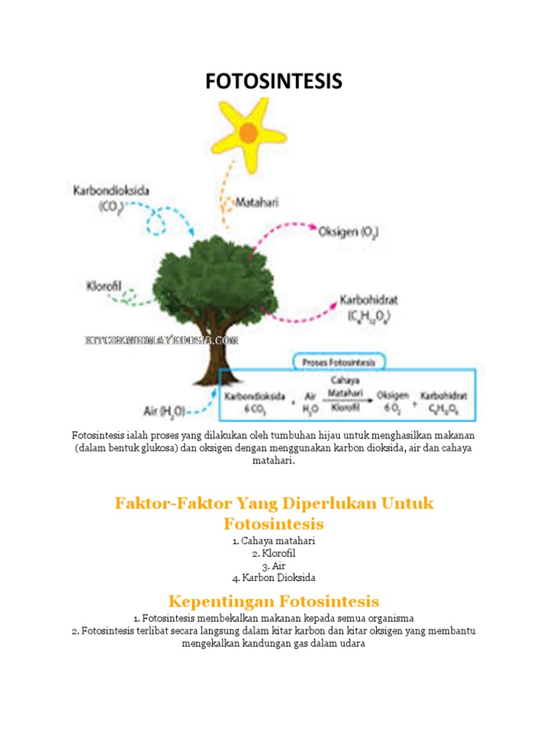Kepentingan Fotosintesis Kepada Tumbuhan