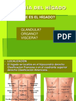 Anatomia Hepatica