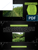 AGROFORESTRY