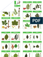 Identification Guide: Rowan Elder Beech Whitebeam Cherry Willow