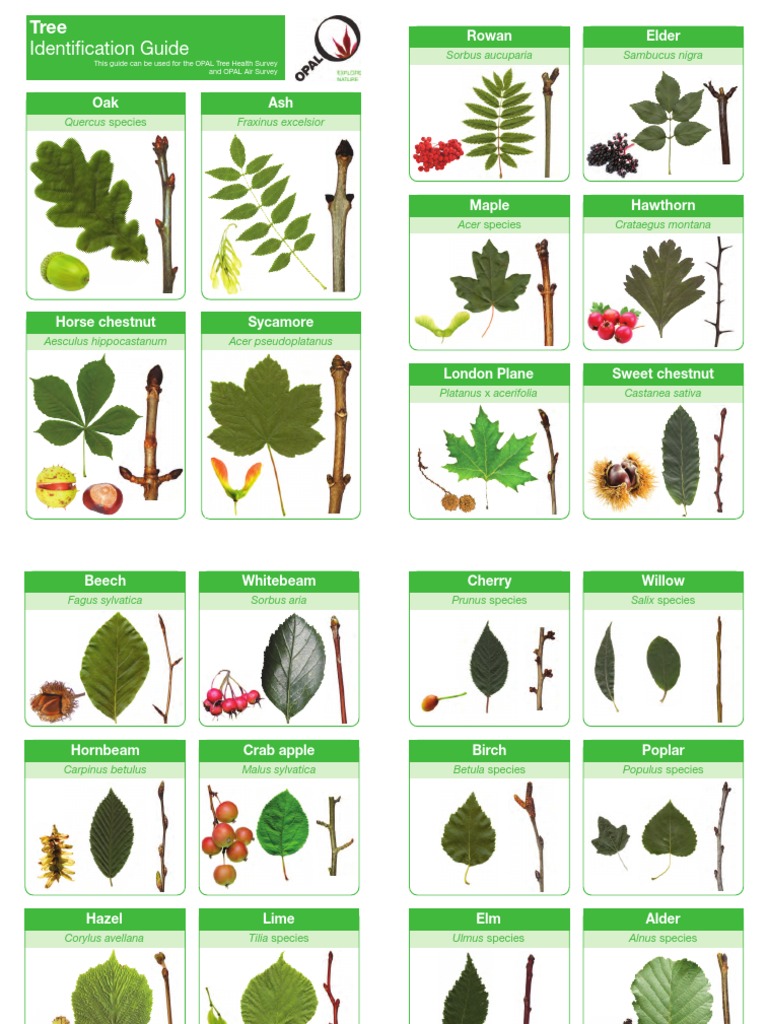 Identification Guide: Rowan Elder Beech Whitebeam Cherry Willow | PDF ...