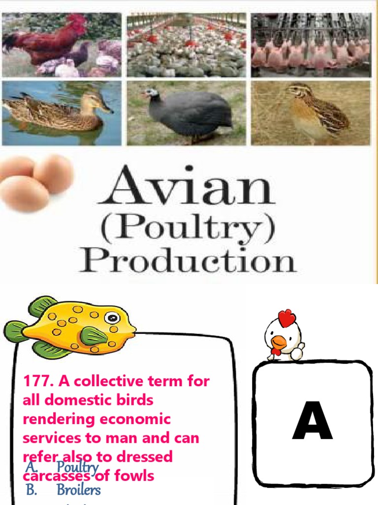 Overview of Poultry Breeds and Diseases | PDF | Chicken | Digestion