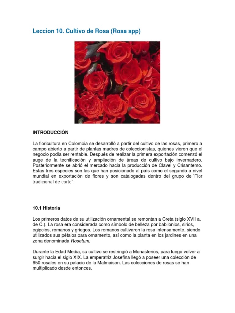 Rosas Leccion 10 | PDF | Rosa | Flores