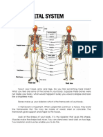 The skeletal system framework