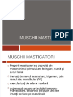  Muschii Masticatori