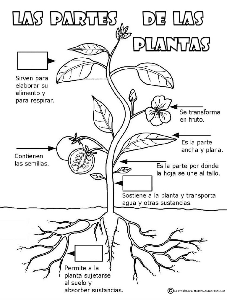 Dalset Inmigración tono Partes de Las Plantas Actividades PDF | PDF