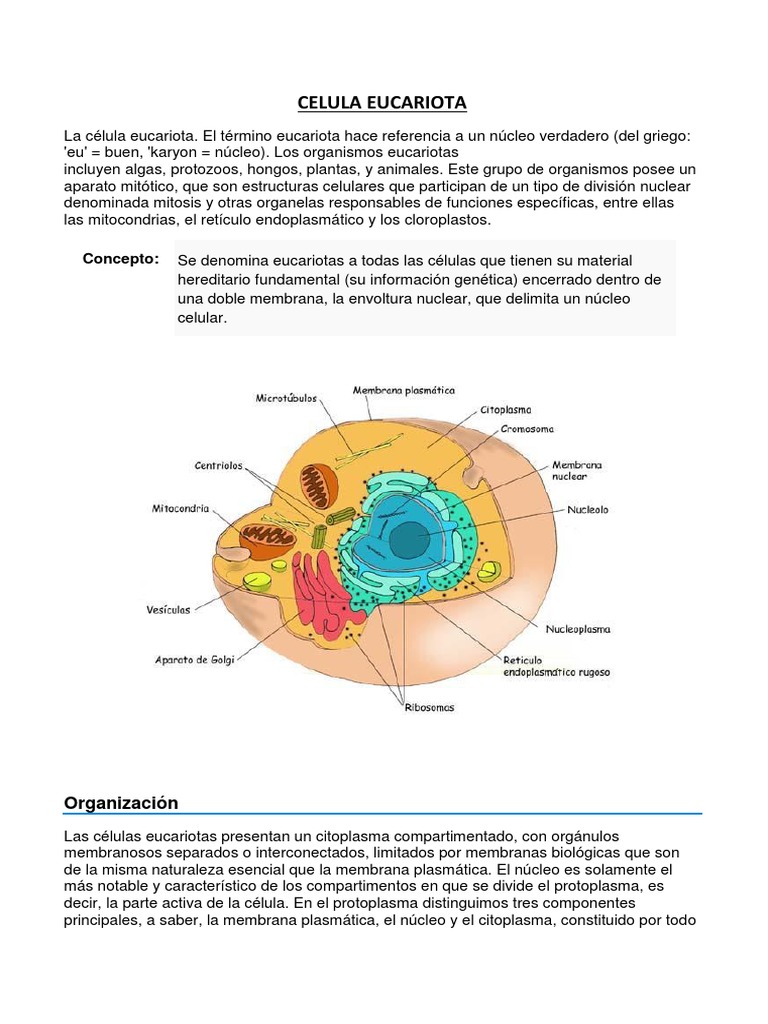 Definición y características de células eucariotas | PDF | Eucariotas ...