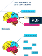 Material Didactico - Unidad Sensorial de La Corteza Cerebral - S2