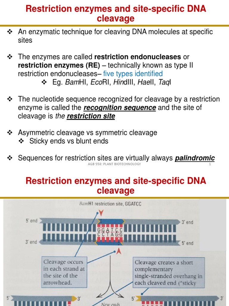An Introduction to Restriction Enzymes and Their Role in SiteSpecific DNA Cleavage PDF