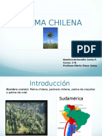 Presentación Palma Chilena 