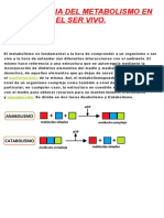 Importancia Del Metabolismo en El Ser Vivo