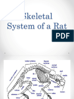 Skeletal System of A Rat