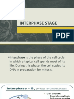 Interphase Stage