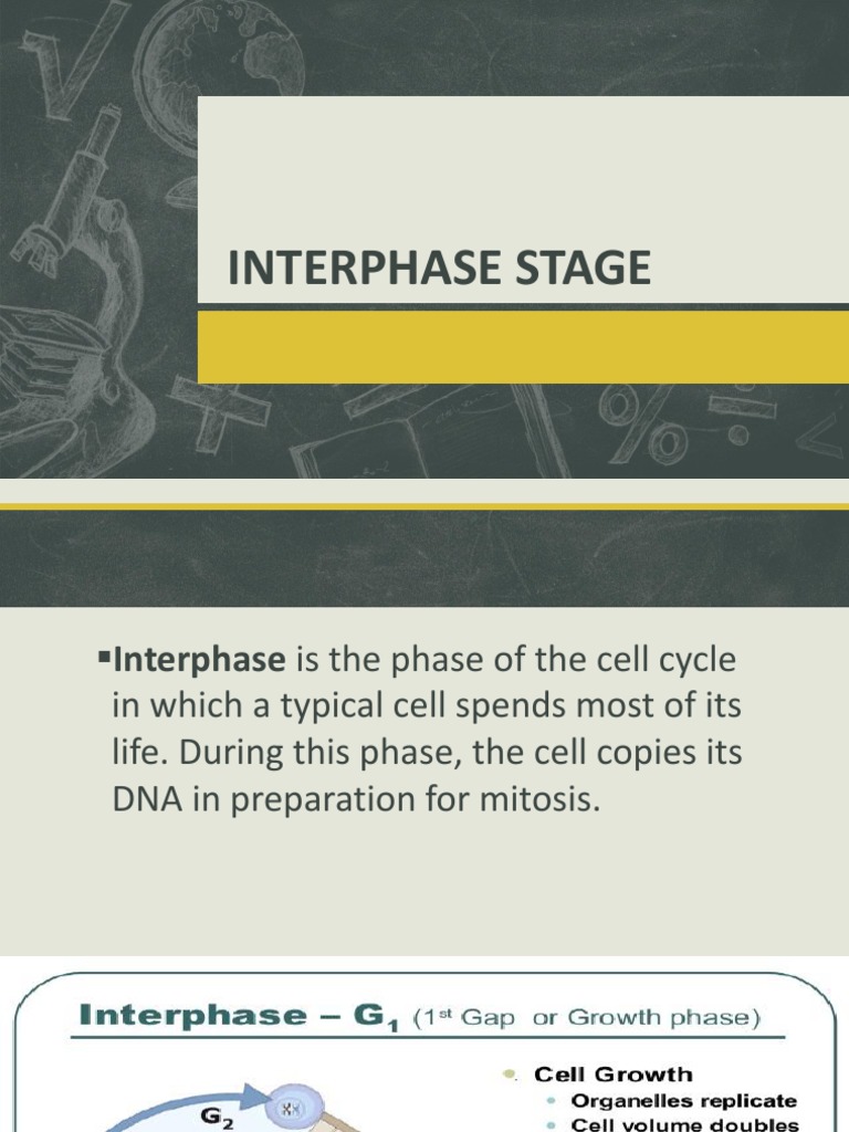 Interphase Stage | PDF | Mitosis | Cell Cycle