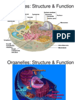 2 Organelles Structure Function