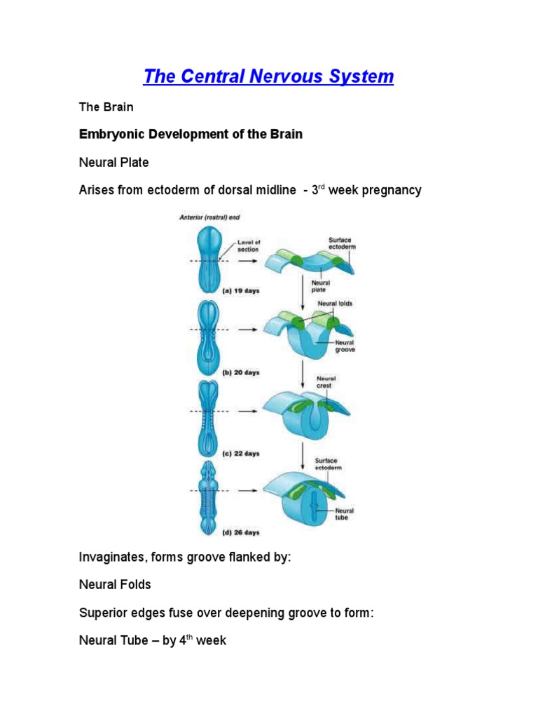 Brain Development and Structure Overview | PDF | Cerebellum | Spinal Cord