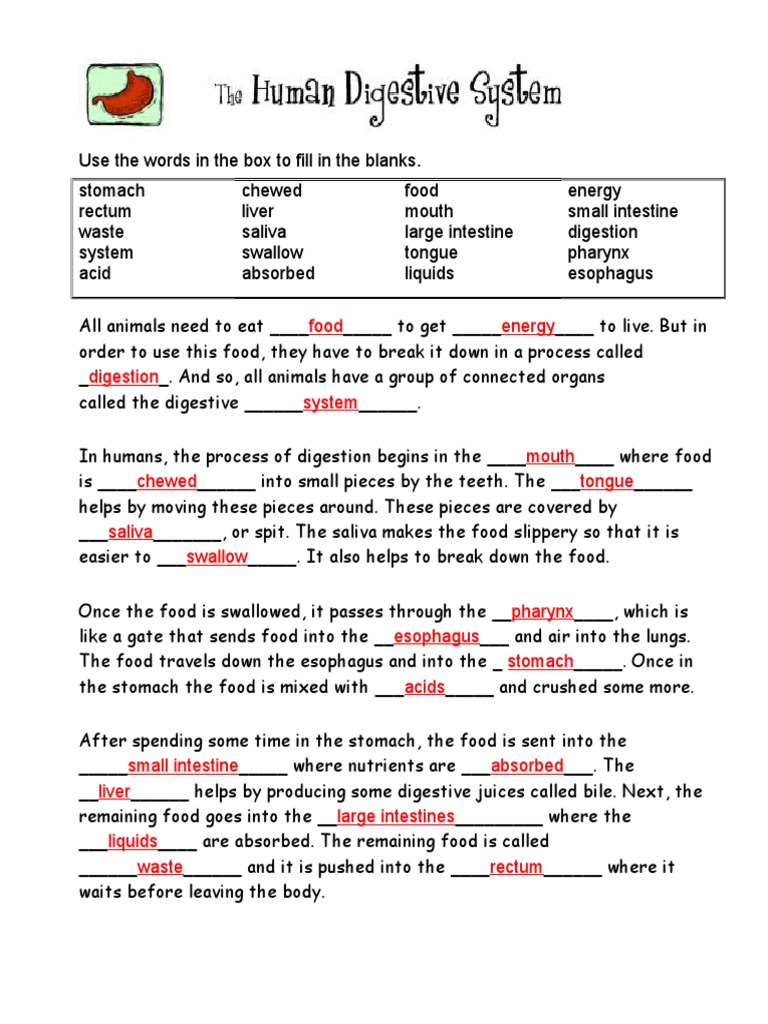 Digestive System Quiz PDF